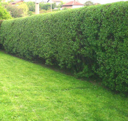Hedges after trimming